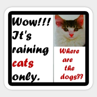 IT'S RAINING CATS ONLY Sticker